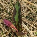 Erythronium dens-canis Habitus