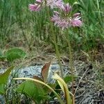 Allium bisceptrum Flor
