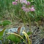 Allium bisceptrum Flower