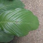 Tacca chantrieri Leaf