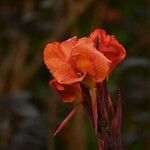Canna × hybrida 花