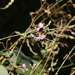 Desmodium procumbens Flower