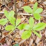 Rhododendron canescens पत्ता