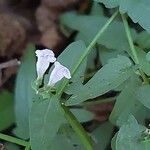 Scutellaria minor Blodyn