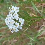 Achillea setacea Květ