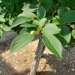 Stewartia pseudocamellia Folla