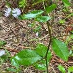 Elephantopus elatus Flor