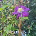 Clematis viticellaFlower