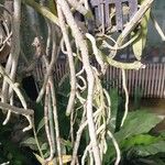 Vanilla planifolia ᱪᱷᱟᱹᱞᱤ