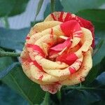 Rosa lucieae Kwiat