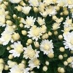 Chrysanthemum indicumFloare