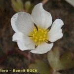 Ranunculus ololeucos Flor