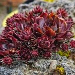 Sempervivum montanum Hoja