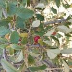 Prunus prostrata Fruit