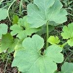 Cucurbita ficifoliaLapas