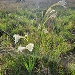 Gladiolus gunnisii Kvet