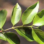 Tricalysia longituba Folha