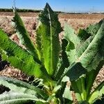 Lactuca virosa Blatt