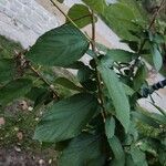 Ceanothus americanus Leaf