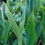 Canna glauca Leaf