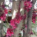 Syzygium longifolium Hábito