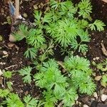 Nigella sativaبرگ