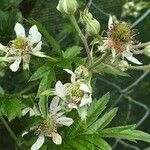 Rubus nemoralis 花