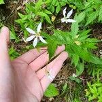 Gillenia trifoliata Цветок