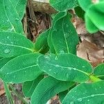 Euphorbia hyberna পাতা
