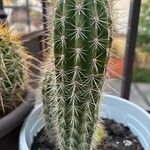 Echinocereus engelmannii Liść