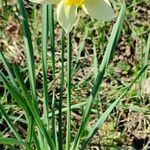 Narcissus × incomparabilis Habitus