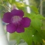 Maurandya barclayana Virág