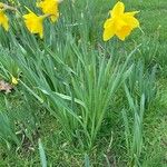 Narcissus pseudonarcissus Foglia