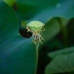 Nelumbo nucifera 果實