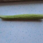 Trichosanthes cucumerina Frucht