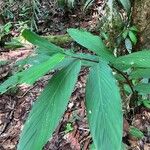 Hedychium thyrsiforme Frunză