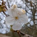 Prunus cerasus Blodyn