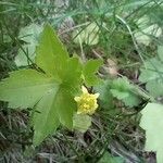 Ranunculus recurvatus Blomst
