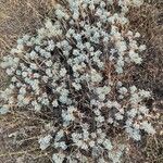 Artemisia frigida Blatt