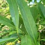 Citharexylum montevidense برگ