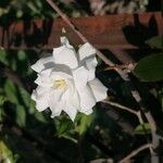 Gardenia jasminoidesFiore