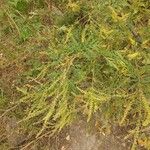 Ambrosia artemisiifolia Лист