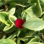 Mesembryanthemum cordifolium cv. 'Variegata' Frucht
