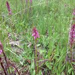 Pedicularis groenlandica 整株植物