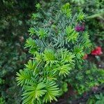 Taxus canadensis 葉