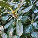 Pittosporum tobiraFolio