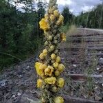 Verbascum densiflorum花