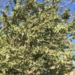 Boscia albitrunca Yeri