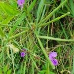 Vigna frutescens Frucht