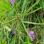 Vigna frutescens Fruit